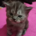 Male cat sell